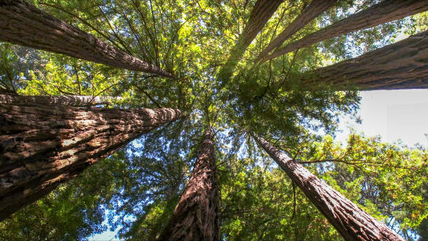 How Our Tree Care Process Works  in Cumberland Center, ME